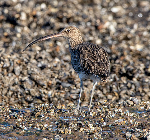 Curlew