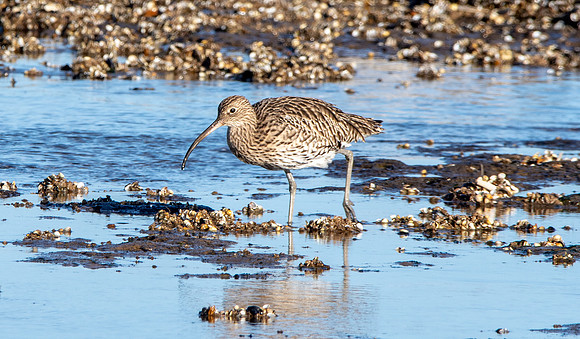 Curlew