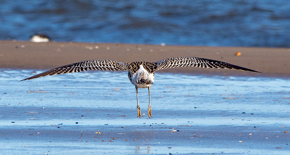 Curlew