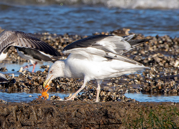Great black backed gull