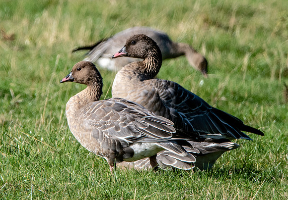 Pink footed goose