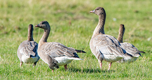 Pink footed goose