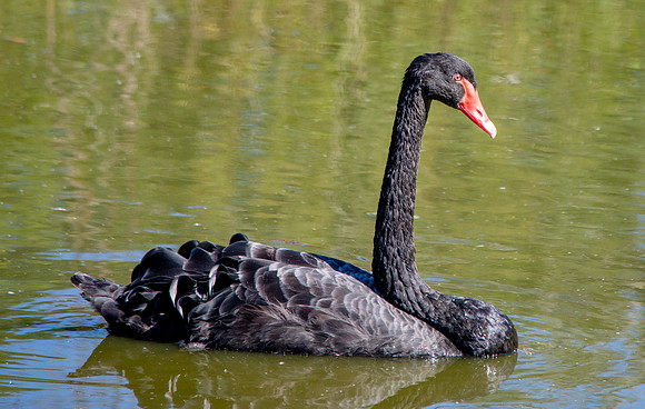 Black swan