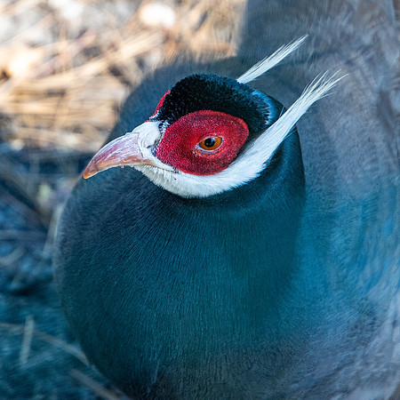 Brown eared pheasant