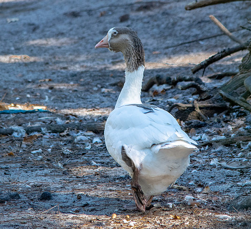 Pomeranian goose