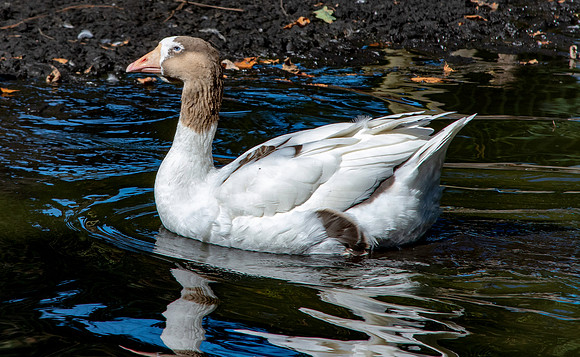 Pomeranian goose