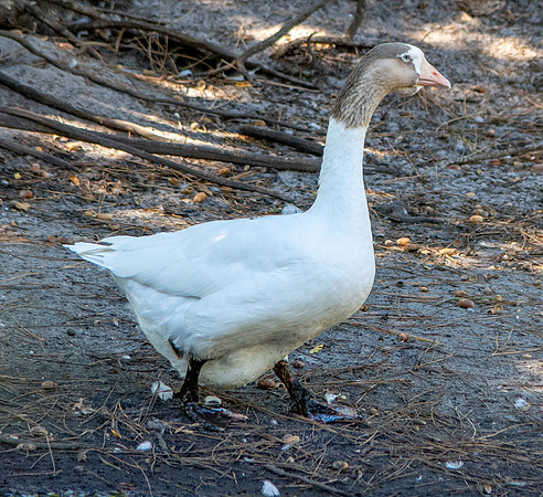 Pomeranian goose