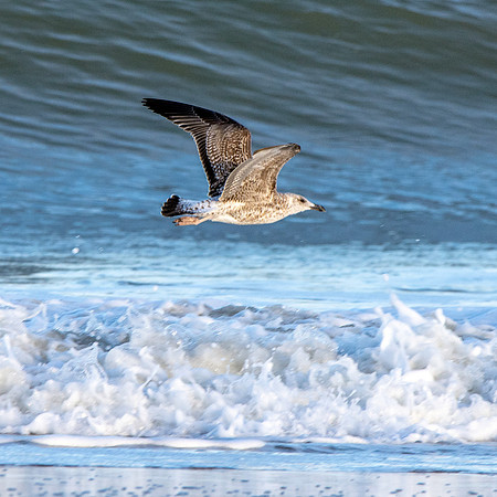 Caspian gull