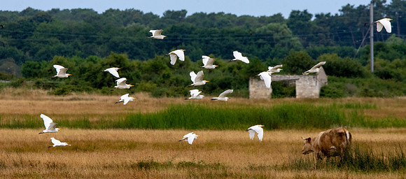 Cattle egrets