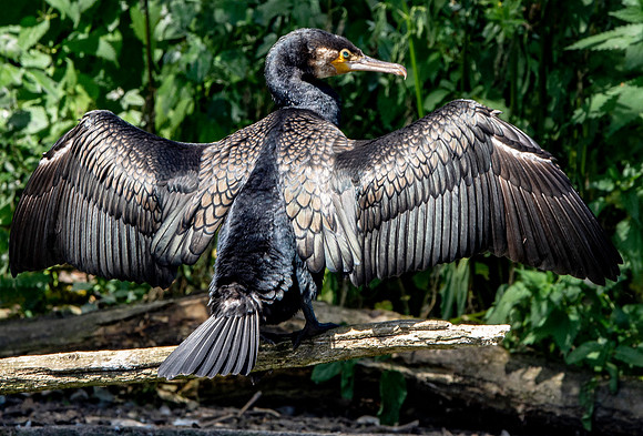 Great cormorant