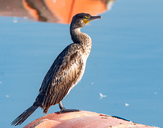 Great cormorant