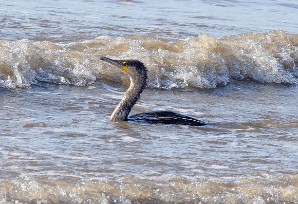 Great cormorant