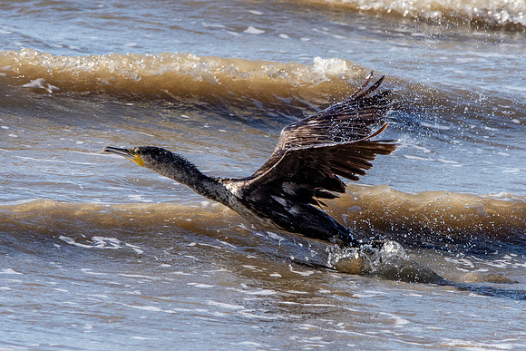 Great cormorant