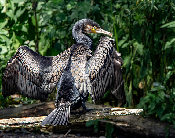 Great cormorant