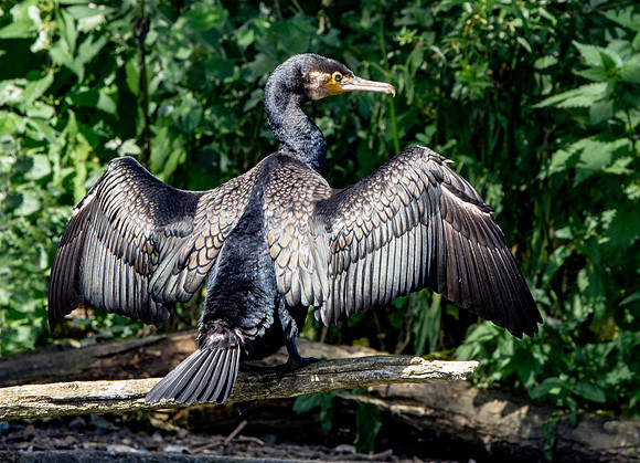 Great cormorant