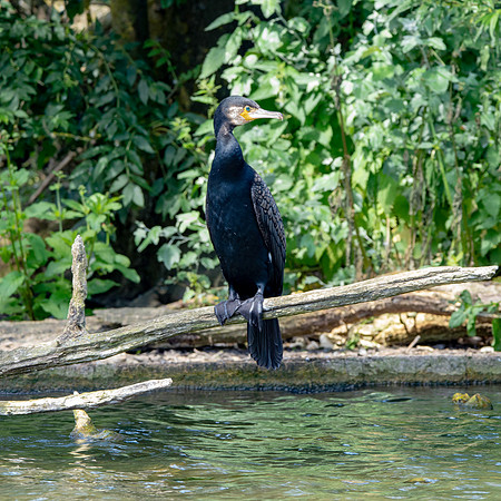Great cormorant