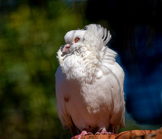 Jacobin pigeon