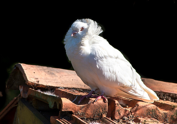 Jacobin pigeon