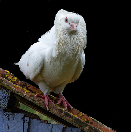 Jacobin pigeon