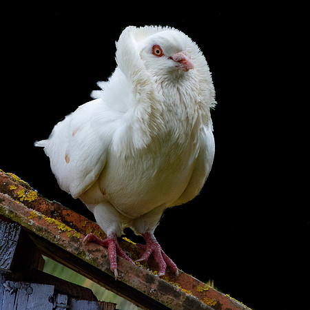 Jacobin pigeon