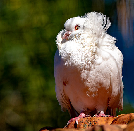 Jacobin pigeon
