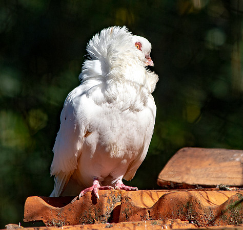 Jacobin pigeon