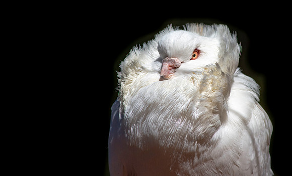 Jacobin pigeon