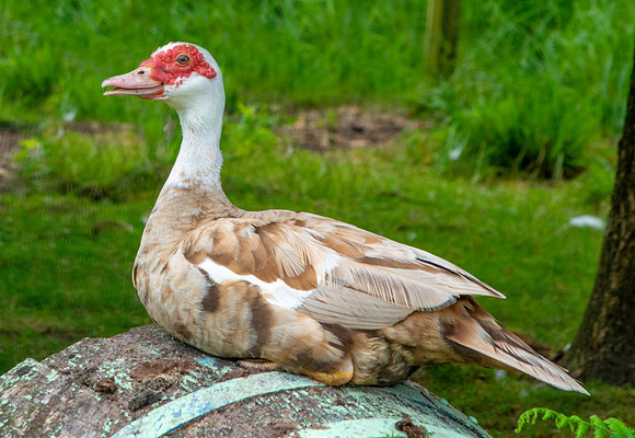 Muscovy duck