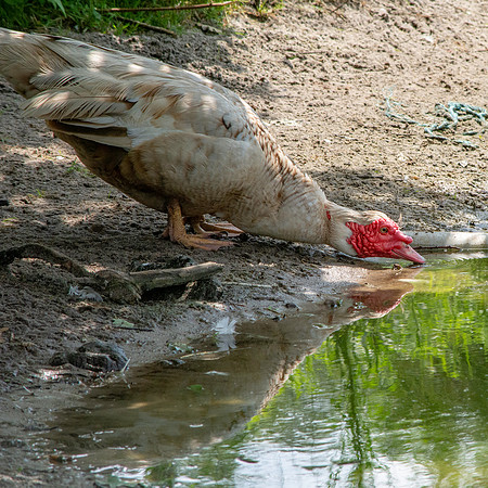 Muscovy duck