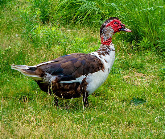 Muscovy duck