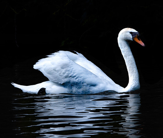 Mute swan