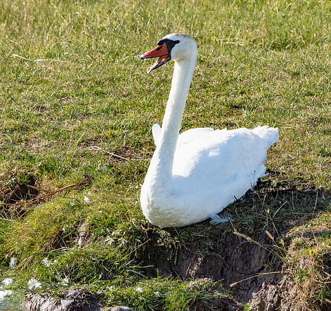 Mute swan