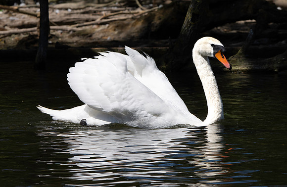 Mute swan