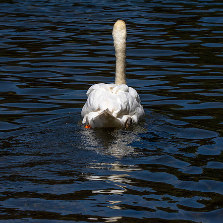 Mute swan