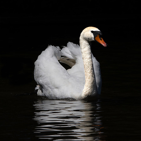 Mute swan