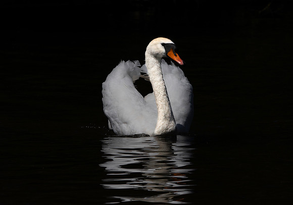 Mute swan