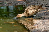 Northern Pintail, female