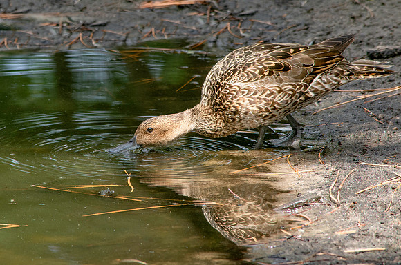 Northern Pintail, female
