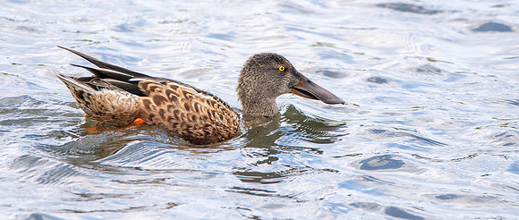 Northern shoveler
