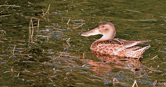 Northern Shoveler female