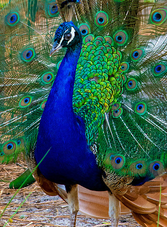 Peacock