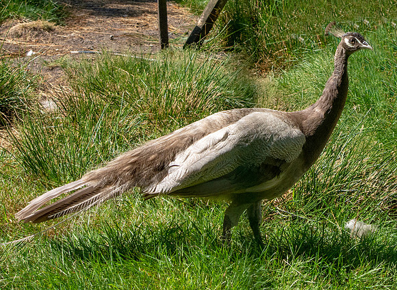 Peahen