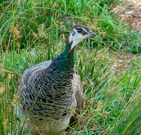Peahen