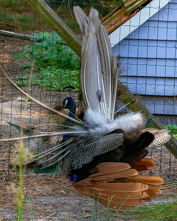 Peacock