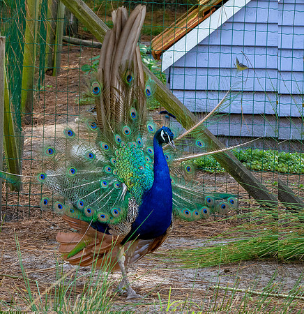 Peacock