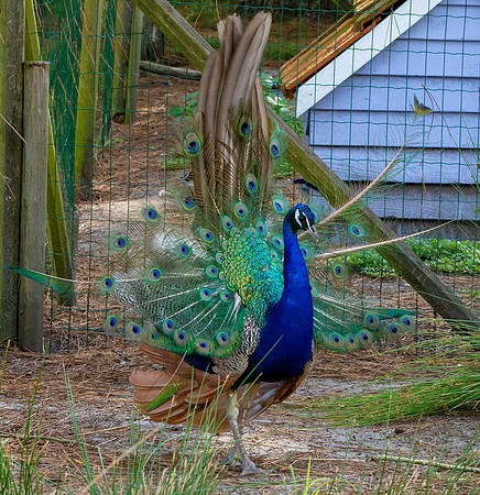Peacock