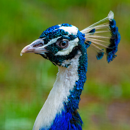 Peacock
