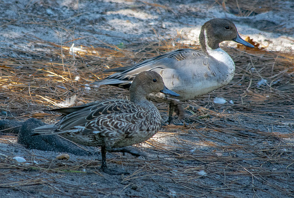 Northern Pintails