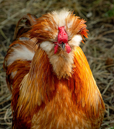 Polish chicken