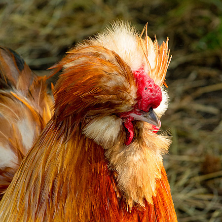 Polish chicken